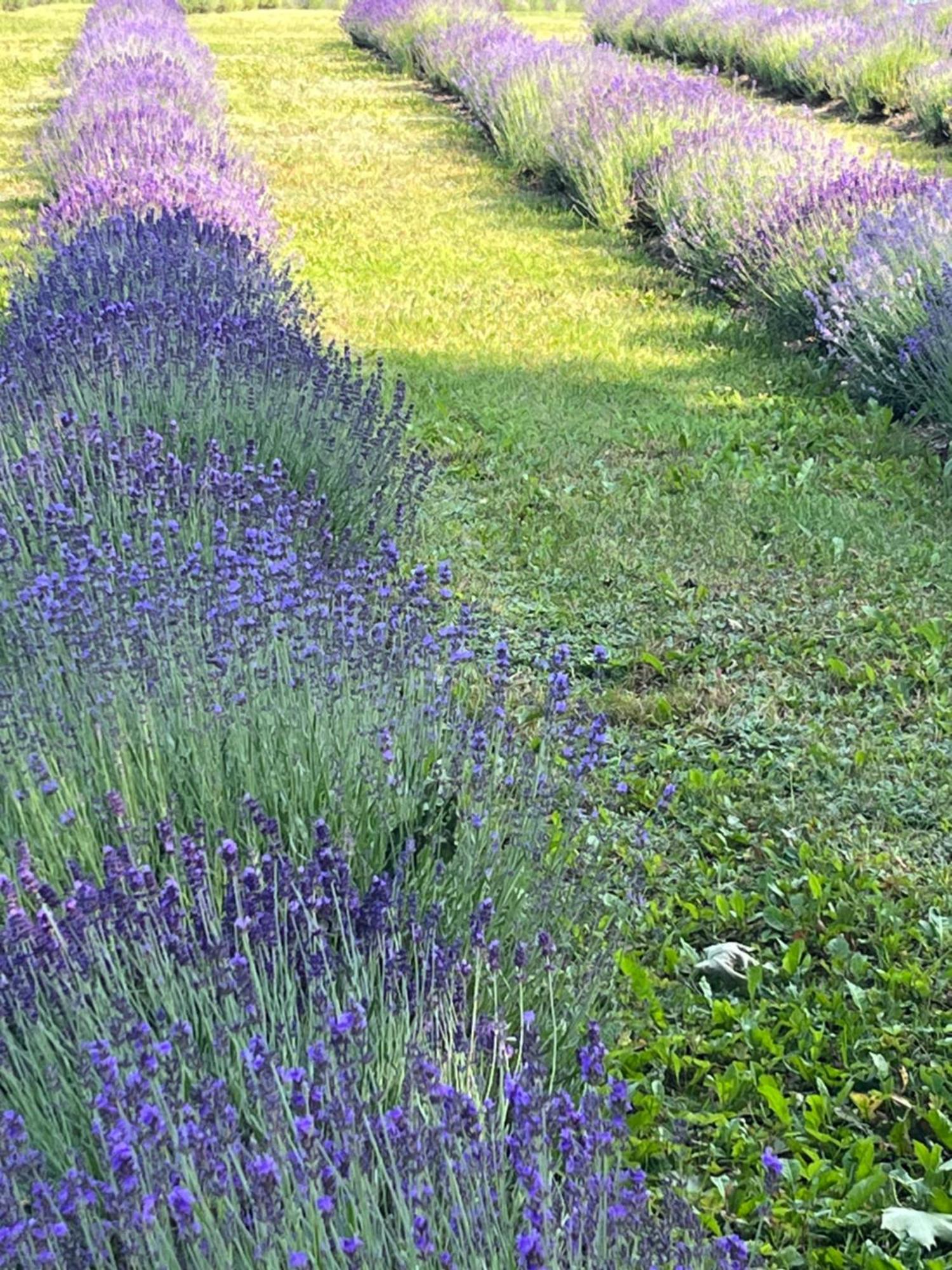 Lavender Village Kiemeliai Εξωτερικό φωτογραφία