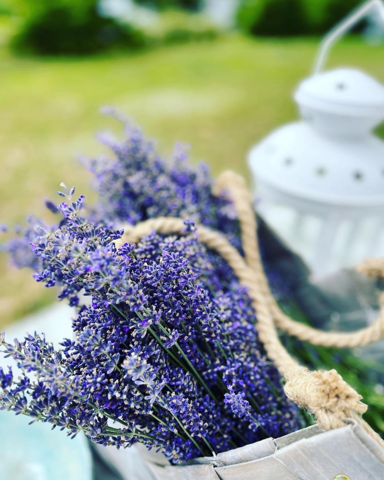 Lavender Village Kiemeliai Εξωτερικό φωτογραφία
