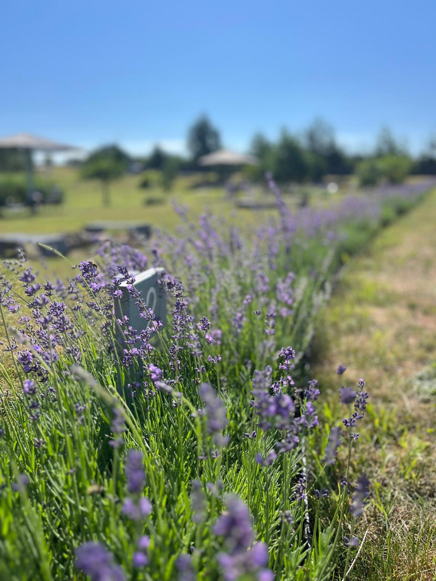 Lavender Village Kiemeliai Εξωτερικό φωτογραφία