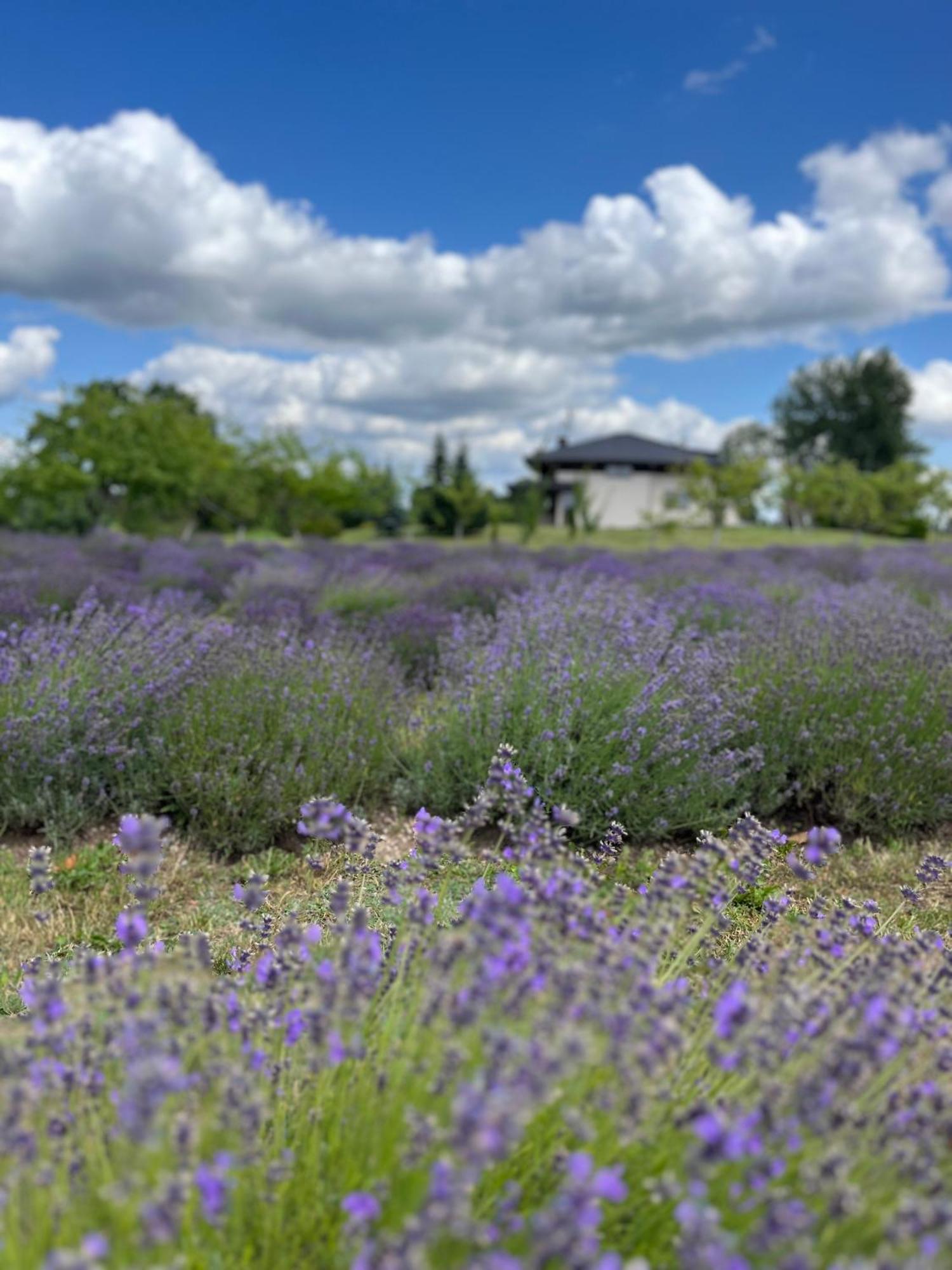 Lavender Village Kiemeliai Εξωτερικό φωτογραφία