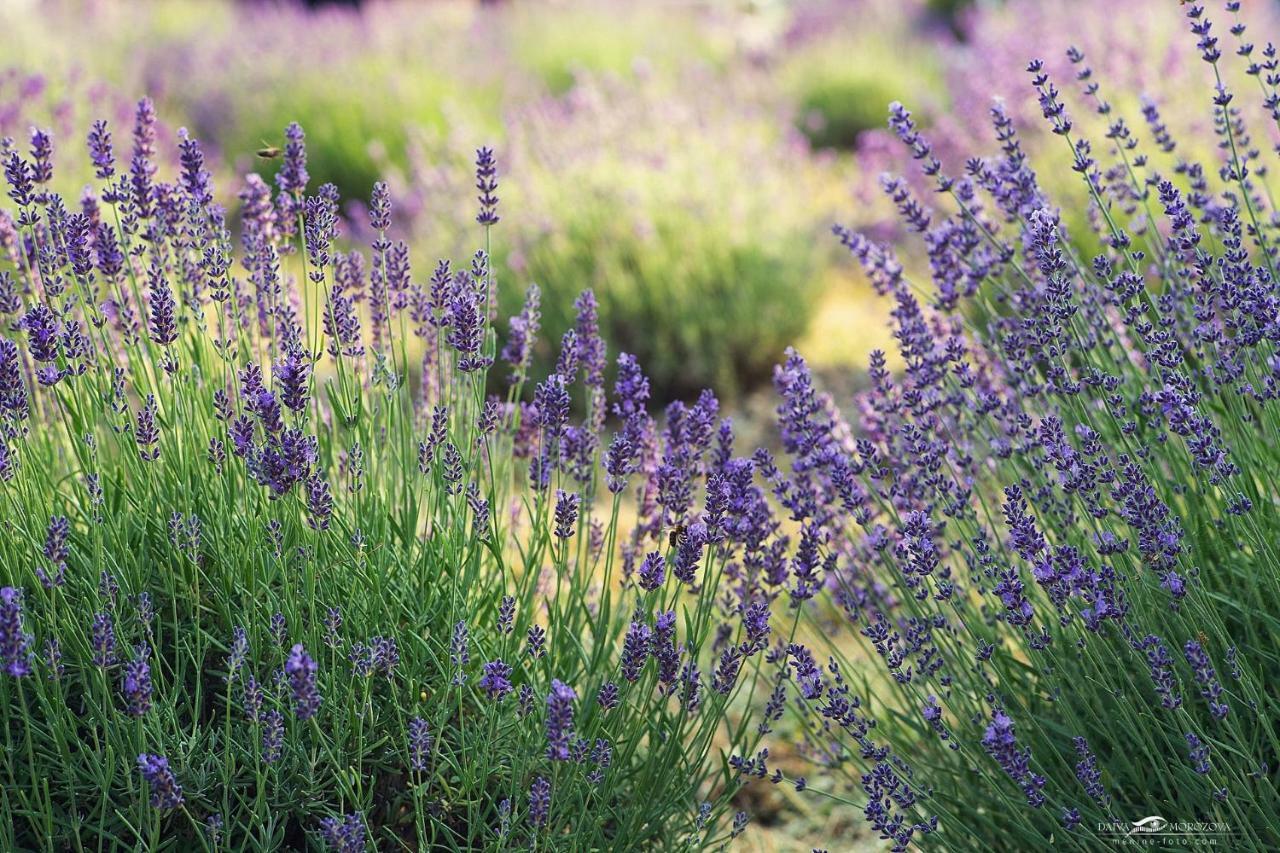 Lavender Village Kiemeliai Εξωτερικό φωτογραφία